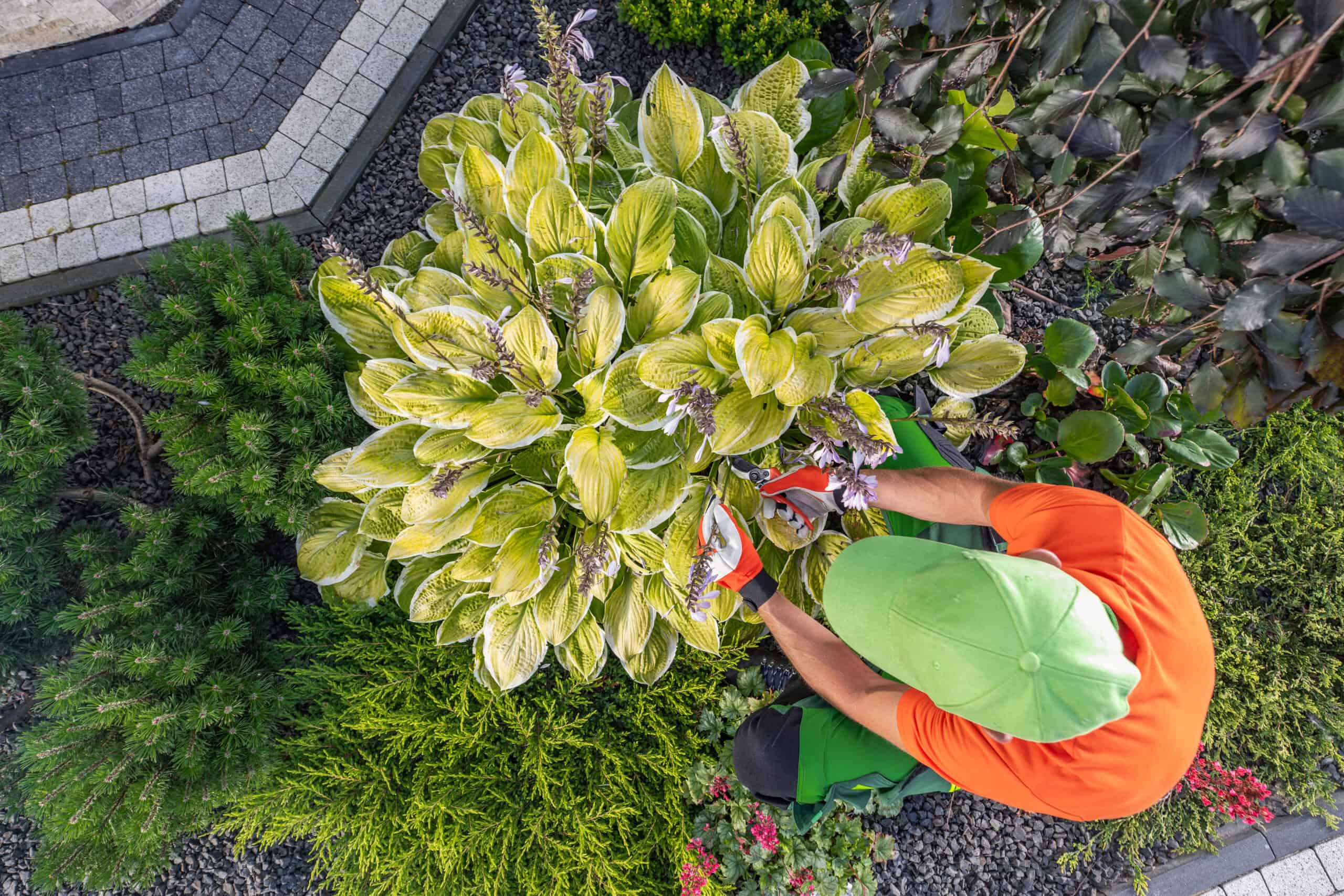 gardening services