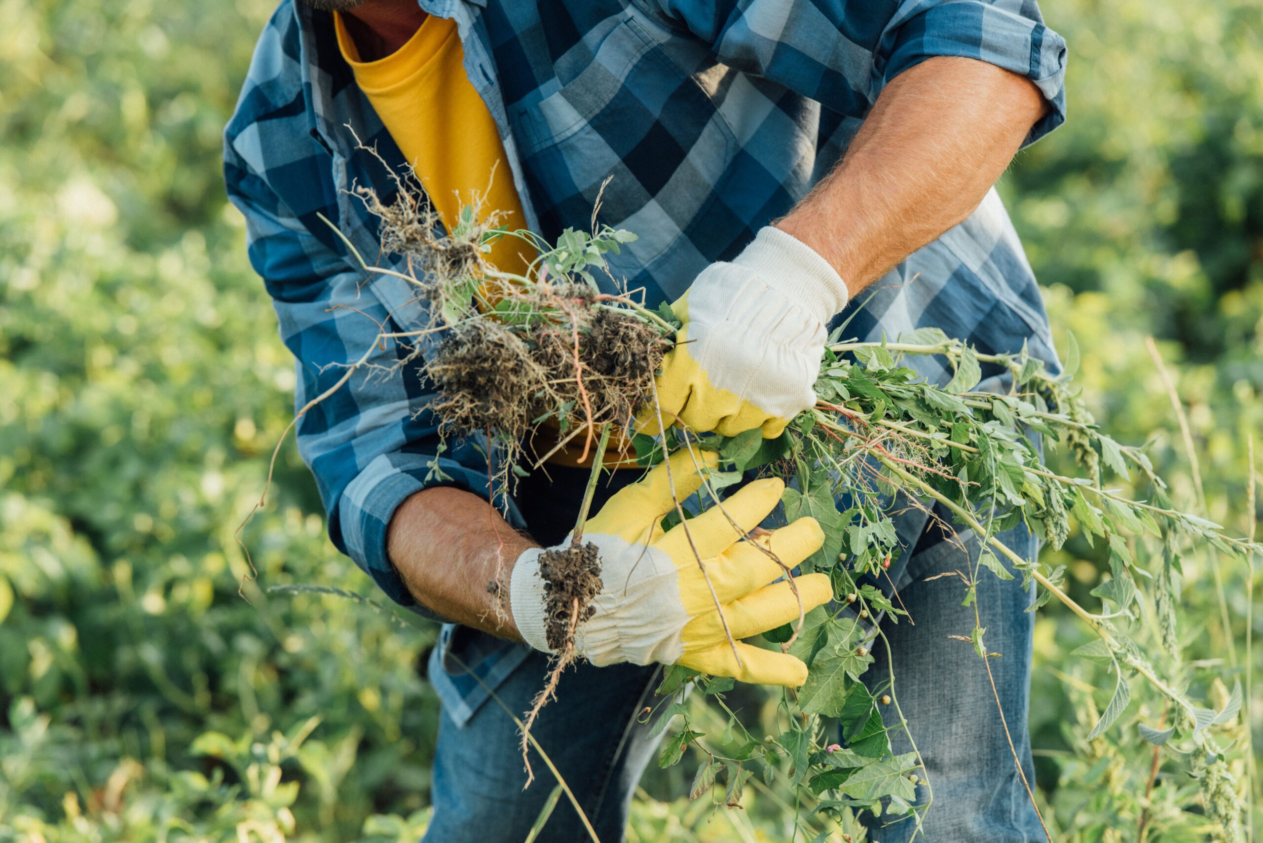 weed control services md